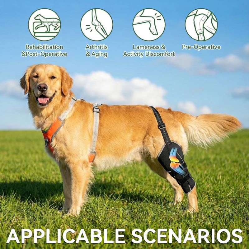 Reflective Dog Harness & Leash Set